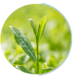 greentea