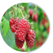 raspberry